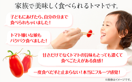 トマト ZEPPIN PRM500g ミニトマト