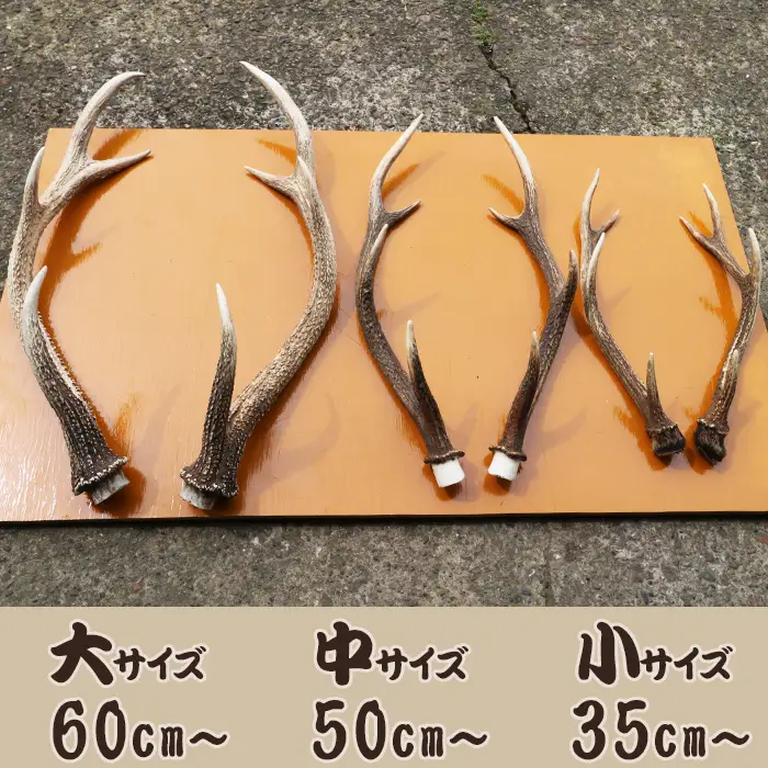 【房総ジビエクラフト】工芸・壁飾り用天然素材『日本鹿の角 一対』小サイズ 35cm以上　[0020-0068]