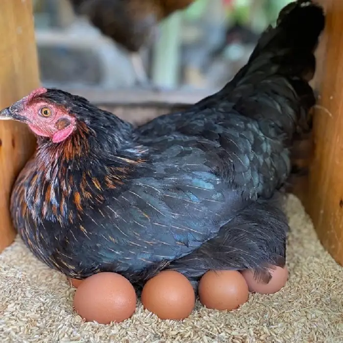 すぎう卵の野良飼い有精卵18個 [0011-0049]