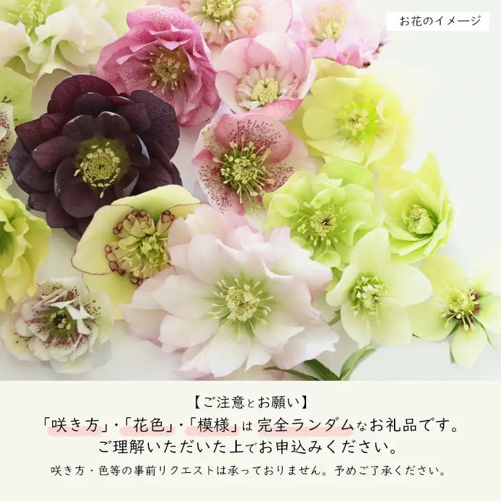 花巻温泉バラ園で育ったクリスマスローズ苗　【2027年2月上旬より順次発送】 【1616】