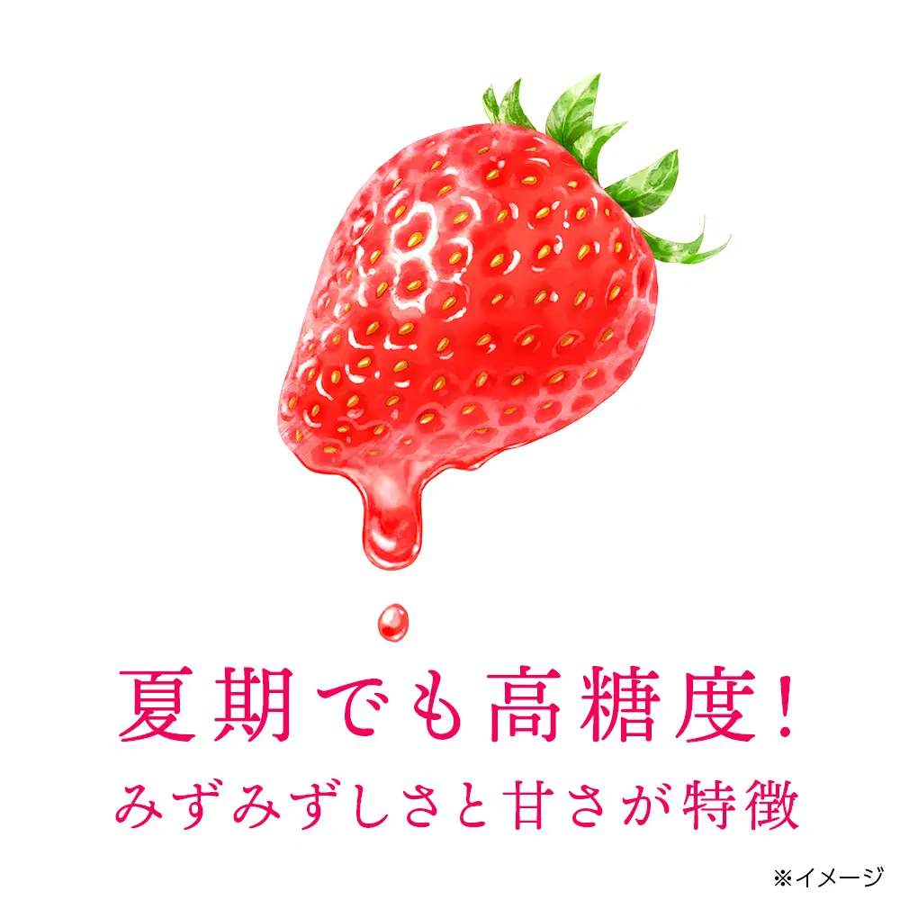 フルーツ 果物 いちご 高設栽培 冷蔵 紅カムイ 800g 200g×4パック お菓子作り 希少 苺 イチゴ 先行予約