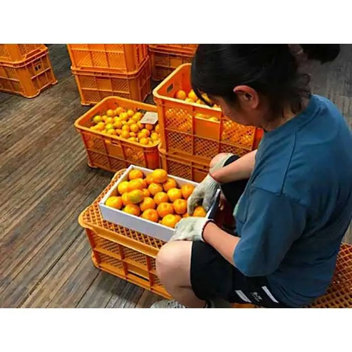 極早生 有田 みかん 化粧箱 特秀 L サイズ 32玉入 南泰園 和歌山 有田みかん