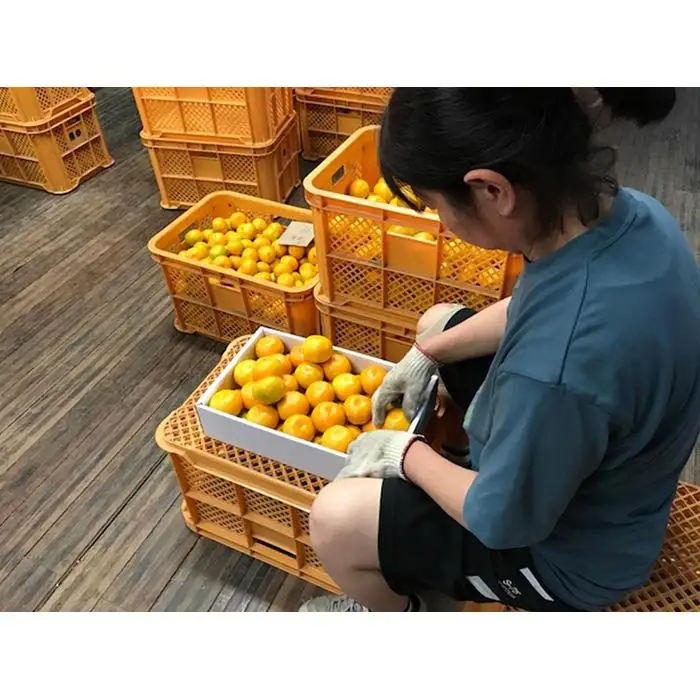 極早生 有田 みかん 化粧箱 小箱 特秀 小玉 SS サイズ 30玉入 南泰園 和歌山 有田みかん