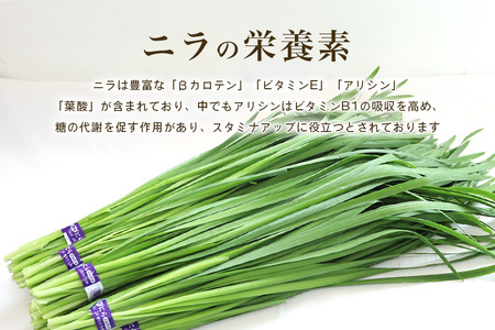 【数量限定・期間限定】 小美玉市産にら 100g×10 にら ニラ 生 香味 野菜 料理 惣菜 おかず 1kg 茨城 国産 17-AA ＜5月～11月発送予定＞