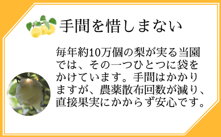 【 予約受付中・2026年8月中旬頃より順次発送 】うずしおペアー 2.5kg 国産梨 フルーツ 甘い 幸水 豊水 新高 梨 ナシ
