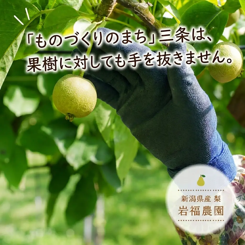 先行予約 和梨 二十世紀 5kg [9月中旬~順次発送予定] 新潟県産 二十世紀 梨 [岩福農園] 