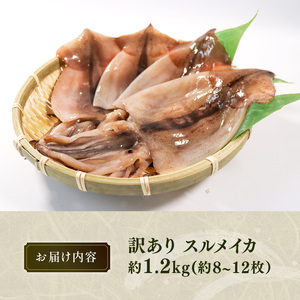 訳あり スルメイカ 1.2kg 8?12枚入 いか スルメイカ 海鮮 魚貝類 魚介類 おつまみ 開き お酒のあて 煮物 おかず ご飯 白米 三陸産 岩手県 大船渡市