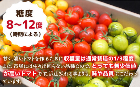 【カラフル】ミニトマト （ プチぷよ ） 1kg×1箱 糸島市 / かわぞえ農園 ぷちぷよ トマト [AAM003]