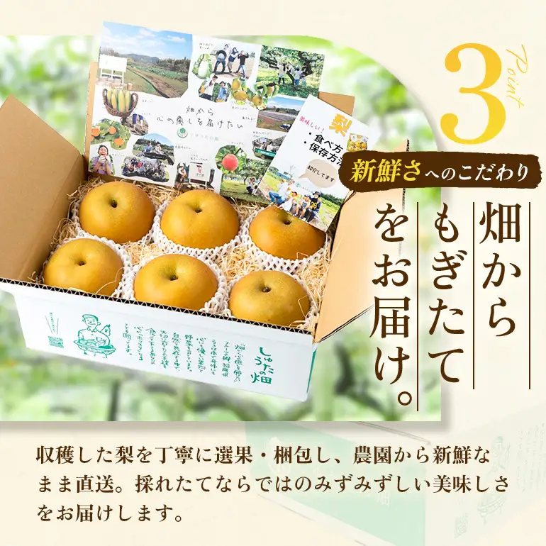 【ふるさと納税】【先行予約】しゅうたの畑 希少品種 あきづき梨 6玉から7玉  【2026年9月上旬より順次発送予定】 梨 なし ナシ あきづき 果物 くだもの フルーツ 果実 ジューシー 産直農園 お取り寄せ 送料無料 福岡県 うきは市 常温