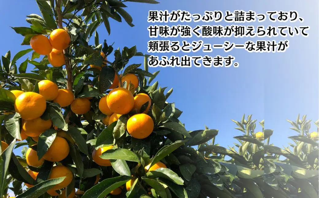 ＜先行予約受付中！2026年12月上旬以降順次発送予定＞田口早生(10kg)みかん 蜜柑 フルーツ 果物 くだもの 柑橘 期間限定【112300202】【宮田園芸】