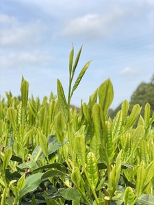 073-11　【静岡県産緑茶】2種類の煎茶ティーバッグ60個　7ｇ×10ケ入2袋、2.2ｇ×10ケ入4袋