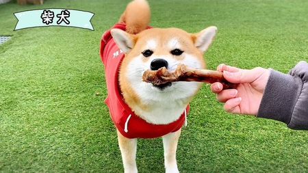 FB131_【お試し2本】中型犬向け☆天然いのししの骨ガム