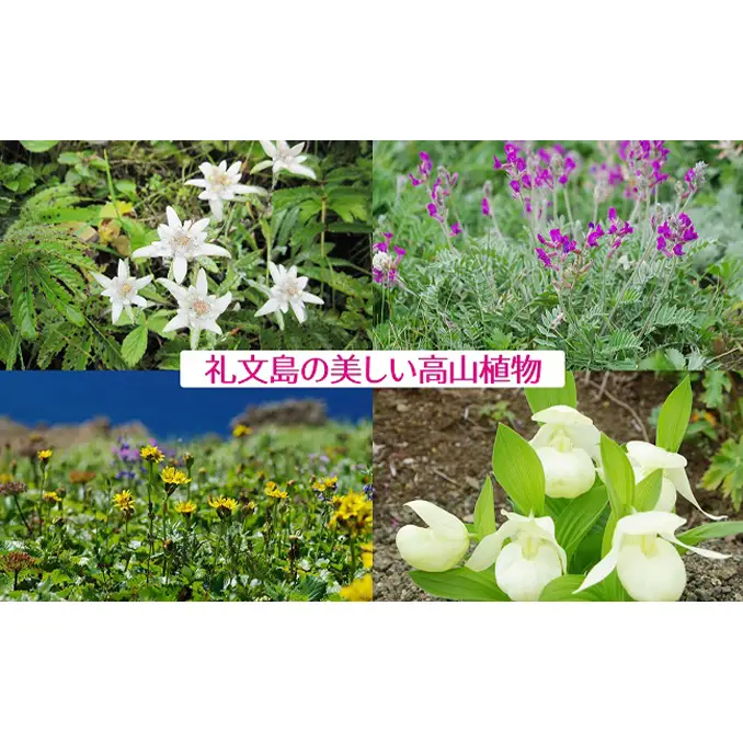 礼文産 新鮮生うに キタムラサキウニ 80g×2(ピンバッジ付) うに