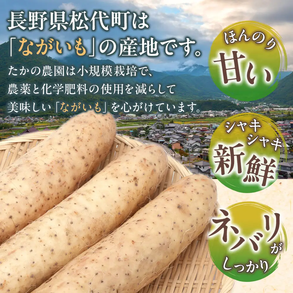 高野農園　長野市松代産 TAKANO農園　長いも 約5kg（訳あり）【3～10本】野菜 根菜 長野県産 ネバネバ シャキシャキ とろろご飯 具材 食材 国産 | 長芋 長芋
