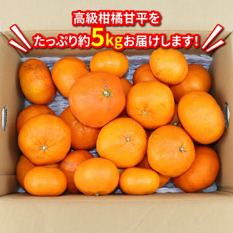 訳あり甘平5kg玉津柑橘倶楽部甘平B015-072027