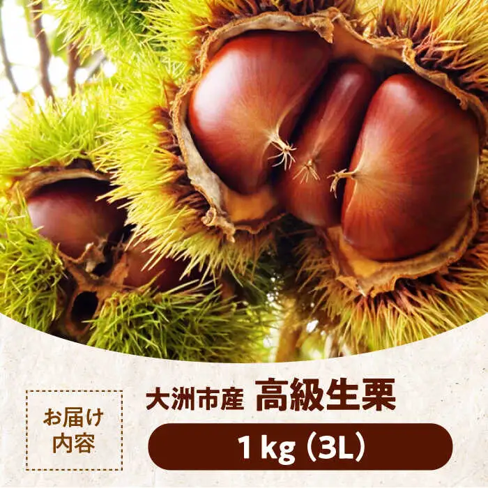 栗 【2026年9月下旬から順次発送】 大粒生栗 1kg[AGAE009]