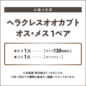 【ヘラクレスオオカブト】オス（130mm台）・メス（サイズフリー） 1ペア_期間限定 ヘラクレスオオカブト カブトムシ オス 130mm台 メス ヘラクレス サイズフリー 1ペア 福岡県 久留米市 虫 昆虫 成虫 生体 累代飼育 養殖 自家製オリジナルマット 産卵 幼虫管理飼育 かぶとむし養殖工房ダイナステスPlus お取り寄せ 送料無料 〔Pb003〕
