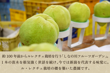 【2026年先行予約】新潟特産 幻の洋梨 ル・レクチェ【青秀品】約3kg《11月下旬〜お届け》