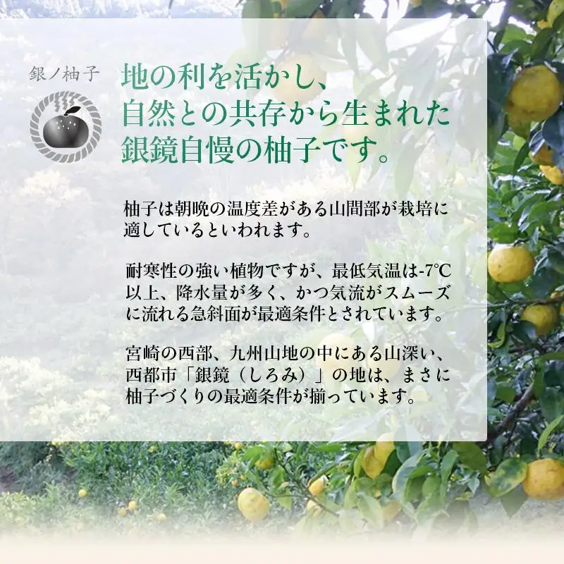 「銀の柚子」生ゆずまるごと搾りセット　果汁100％ 小分け かぐらの里＜4-6a＞