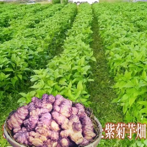粉末 紫菊芋 はと麦茶 ５０グラム入り×２袋 ／ Total Beauty 春 からだよろこ美 ノンカフェイン 無添加 お茶 国産 パウダー ホット アイス 奈良県 宇陀市 紫菊芋