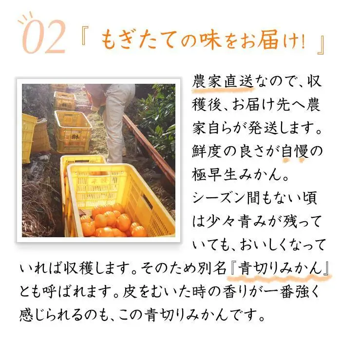 極早生みかん 約5kg 小粒SS・Sサイズおまかせ 《赤秀》 和歌山県産 農園直送 まごころ産直みかん 【10月中旬より発送開始】【北海道・沖縄県・一部離島 配送不可】小玉 贈答 ［Mg16］