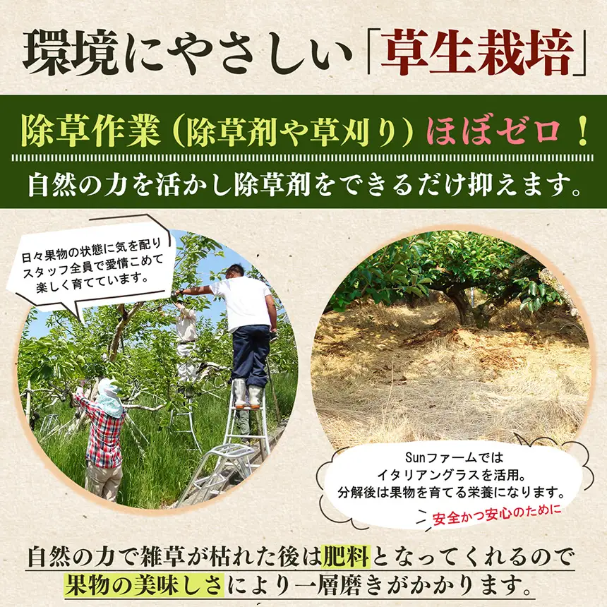 ［Sunファーム］訳あり 富有柿 ご自宅用（約7.5kg入） | フルーツ くだもの 果物 柿 かき カキ 富有柿 奈良県 五條市 訳あり 日本一の柿のまち 秋の味覚 自宅用 家庭用 特産品 果物