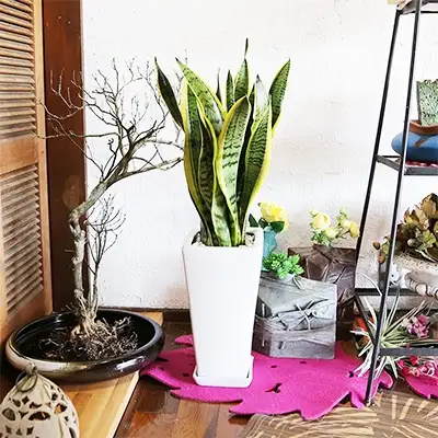 【観葉植物】サンスベリア 7号 ホワイトスクエア陶器鉢SW 高さ：約70cm～1m【観葉植物 インテリア 部屋 おしゃれ 福岡県 筑前町 送料無料 AG002】【価格改定】