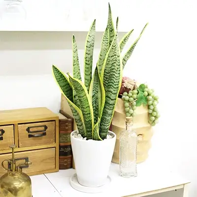 【観葉植物】サンスベリア 5号 ホワイト陶器鉢 丸ロング 高さ：約35cm～50cm内外(鉢底より) 【観葉植物 インテリア 部屋 おしゃれ 福岡県 筑前町 送料無料 AG003】
