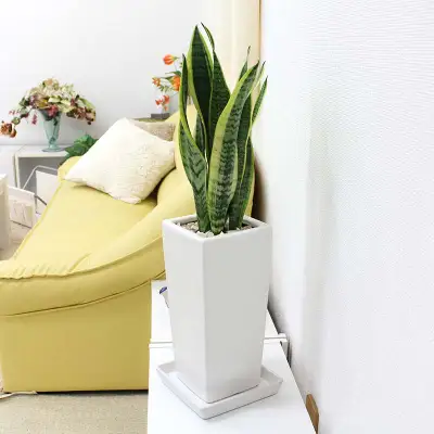 【観葉植物】サンスベリア ホワイト陶器鉢 6号 ストレート 高さ：約55～70cm 【観葉植物 インテリア 部屋 おしゃれ 福岡県 筑前町 送料無料 AG006】