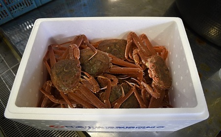 訳あり 活オオズワイガニ約2kg(8尾前後入)[02-1301]