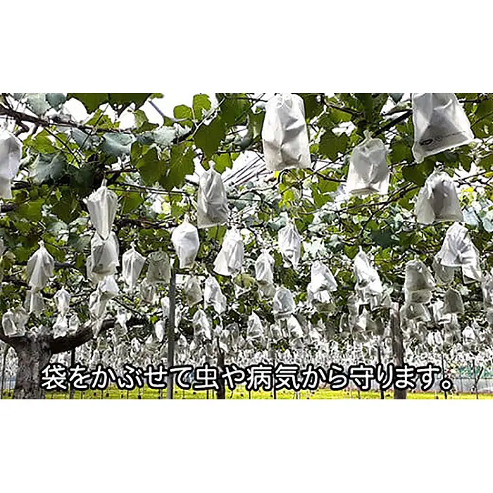 岩井の巨峰（令和8年産）約1.8kg No.235