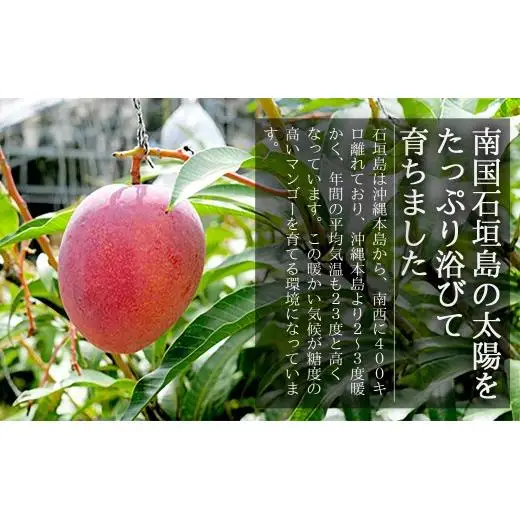 《2026年順次発送》完熟石垣島マンゴー（石垣島産）1kg