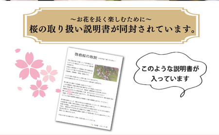 桜 切り花 （115cm × 5本） | 八重桜 敬翁桜 彼岸桜 ボタン桜  奈良県 五條市 さくら 花 フラワー 生け花 季節の花 季節限定