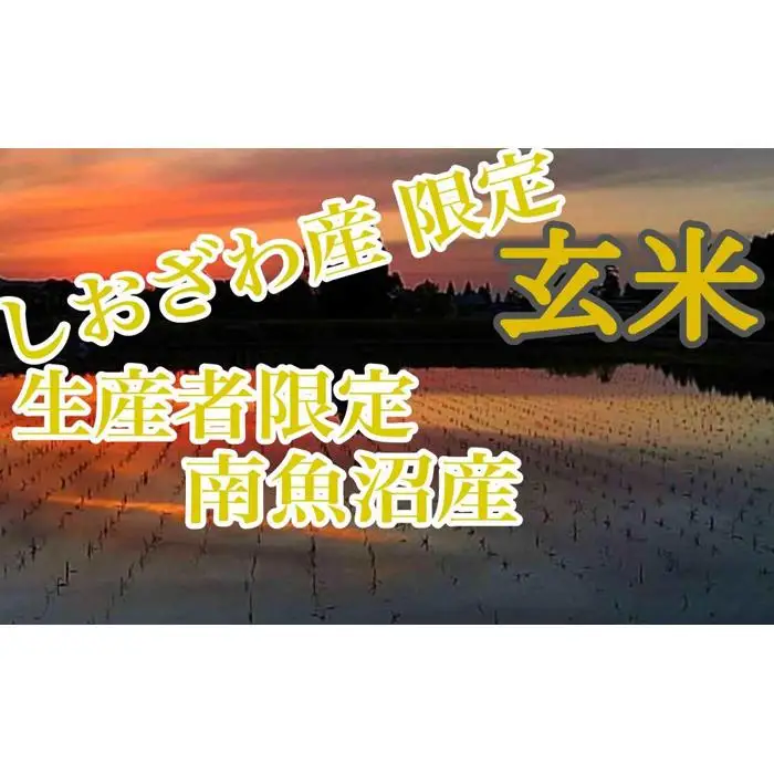 【令和7年】【定期便10kg×3ヶ月】玄米 しおざわ産限定 生産者限定 南魚沼産コシヒカリ｜玄米