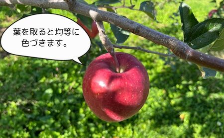 サンふじ 葉とらず 紅虎 ヒバリノ園 青森県産 サンふじ【約5kg 14〜18玉】
