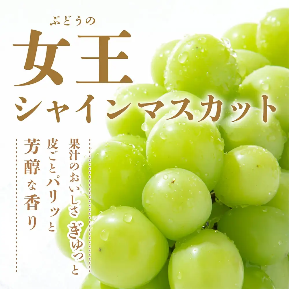 【特別寄付額10000円→9000円】シャインマスカット 約1.2kg 2～3房 ご家庭用 佐賀県産 【先行予約 2026年8月上旬以降発送】| シャインマスカット 2026 シャイン マスカット ぶどう 葡萄 ブドウ 果物 フルーツ 果実 季節 旬 冷蔵 期間限定 国産 佐賀県 鹿島市 人気 ランキング フルーツ おすすめ B-658