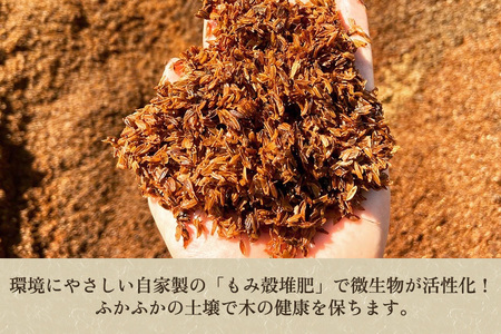 【2026年先行予約】新潟県産 和梨 新興 5kg（6〜12玉）《10月下旬以降発送》しんこう 梨工房みつば会