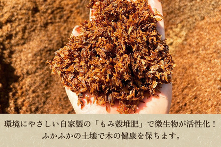 【2026年先行予約】新潟特産 幻の洋梨ル・レクチェ 【家庭用】2Kg（5～7玉）《11月下旬以降発送》梨工房みつば会