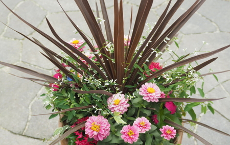 寄せ植え 鉢植え コルジリネと季節のお花 配送不可 北海道 沖縄 離島 植物 ガーデニング 庭 インテリア 癒し 玄関先 スタイリッシュ おしゃれ 華やか 
