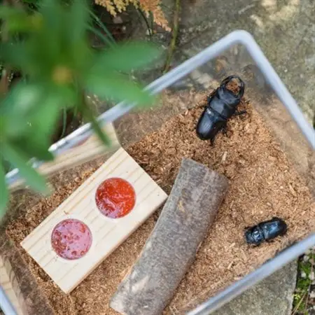 オオクワガタチャレンジ飼育セット(オス・メス各1匹)【オス70mm以上】_   _【1412783】