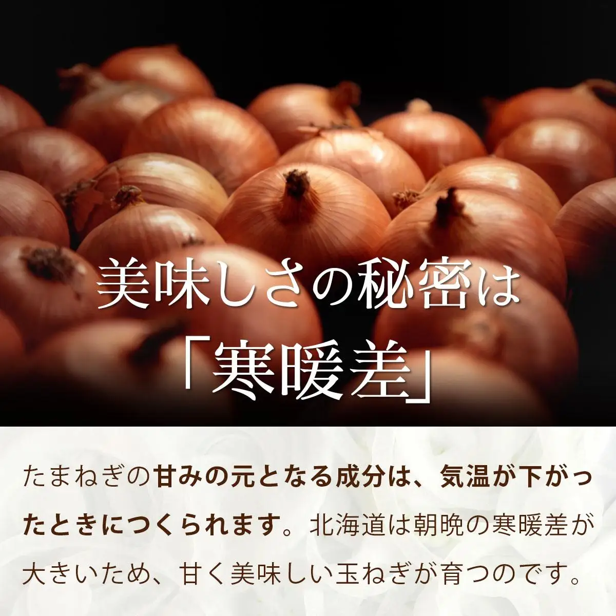 真珠の玉葱 Ｌサイズ10kg ≪海のミネラルで育てた玉葱≫【50104】