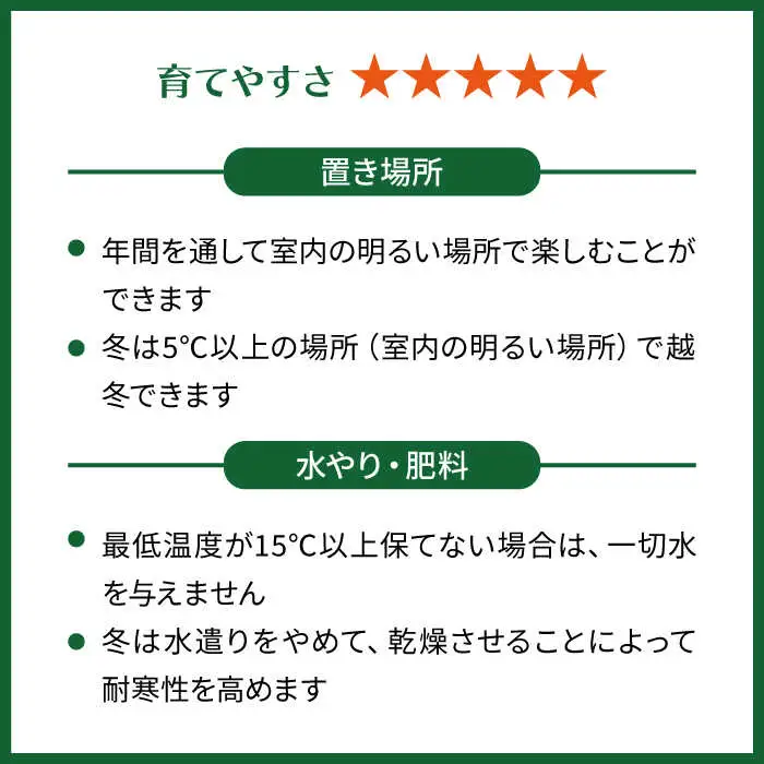 マイナスイオン発生植物『 サンスベリア ・ ムーンシャイン 』  糸島市  / cocoha [AWB024] 観葉植物 インテリア
