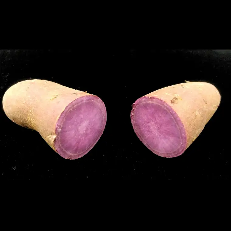 《 2026年 収穫分 》 ふくむらさき 約 10kg (茨城県共通返礼品 行方市) 先行予約 渋谷農園 国産 茨城県 桜川市 さつまいも サツマイモ いも 芋 新芋 焼き芋 やきいも 野菜 旬 人気 おやつ 自宅用 家庭用 [DT004sa]