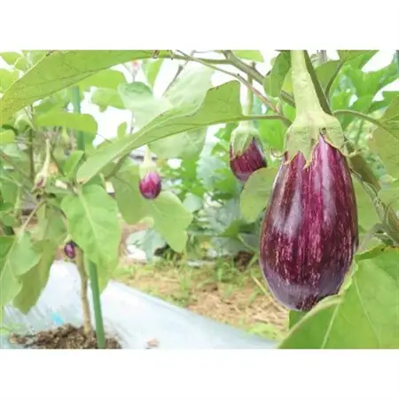但馬の旬をお届け!採れたて野菜セット(8~9種類)【配送不可地域：離島】【1412254】