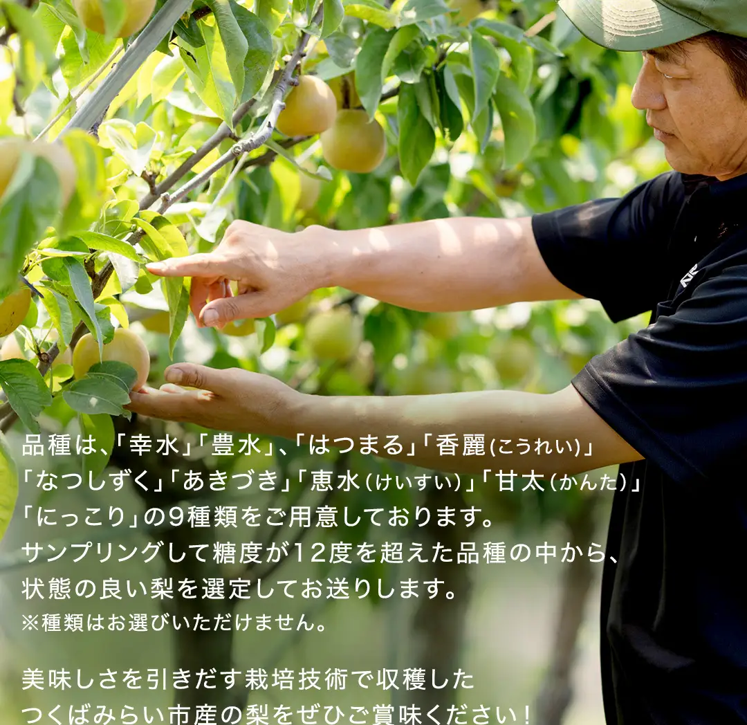 農園直送！おまかせ 梨 3kg 【7月下旬発送開始】 