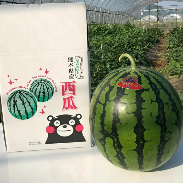 【先行予約】【初夏に実った贈り物】大玉 スイカ 約7kg【なかむら農園】[ZBH001]