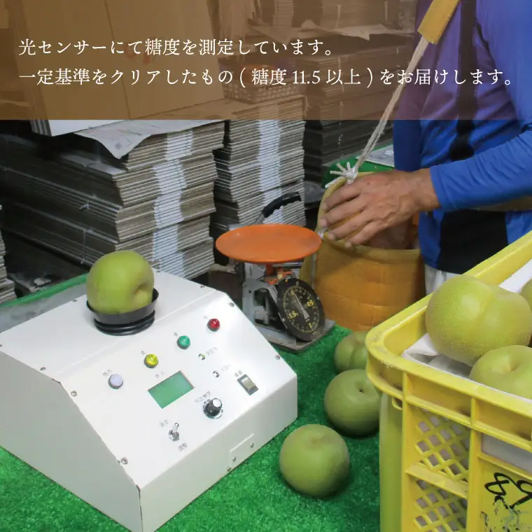 梨 あきづき 5kg 先行予約 2026年発送 仁平果樹園 益子町産 DB003