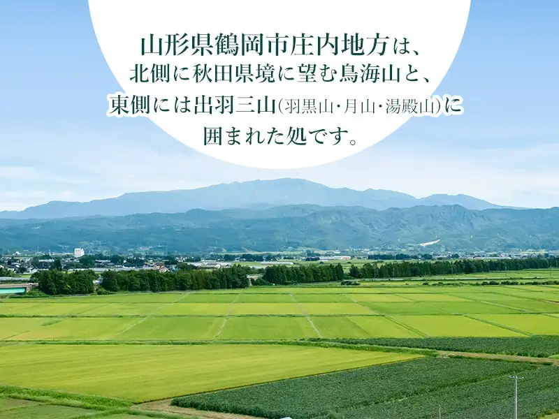 【令和7年産】 はえぬき10kg (5kg×2) 山形県庄内産　鶴岡米穀商業協同組合 |  精米 東北 山形 鶴岡 国産 ブランド米 米どころ 庄内米 粒がしっかり ご飯 おにぎり 冷めても美味しい お弁当 おすすめ お取り寄せ 返礼品