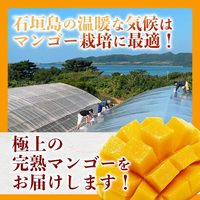 【訳あり】 完熟 マンゴー (約1～1.2kg 2～5個) KP-013