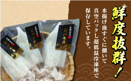 【対馬産】 剣先 イカ 生 冷凍（ 訳アリ ）3枚  [WAB012] いか 剣先いか あかいか シロイカ ケンサキイカ